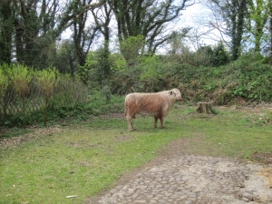 Irish Moiled Bull